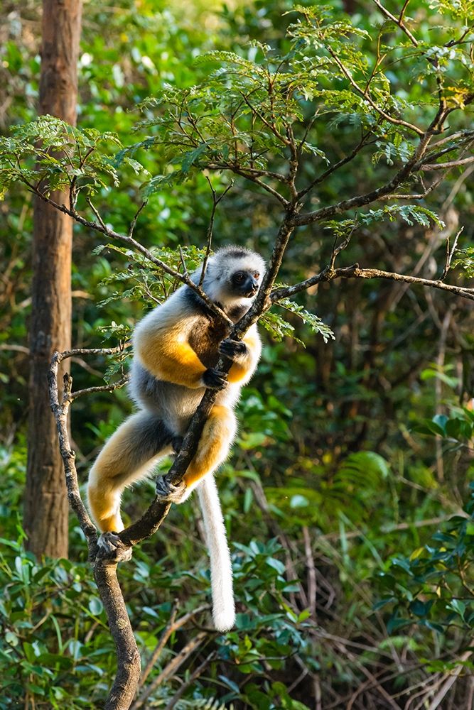 Madagascar-Andasibe-Vakona Lodge-Lemur Island Diademed sifaka in a tree